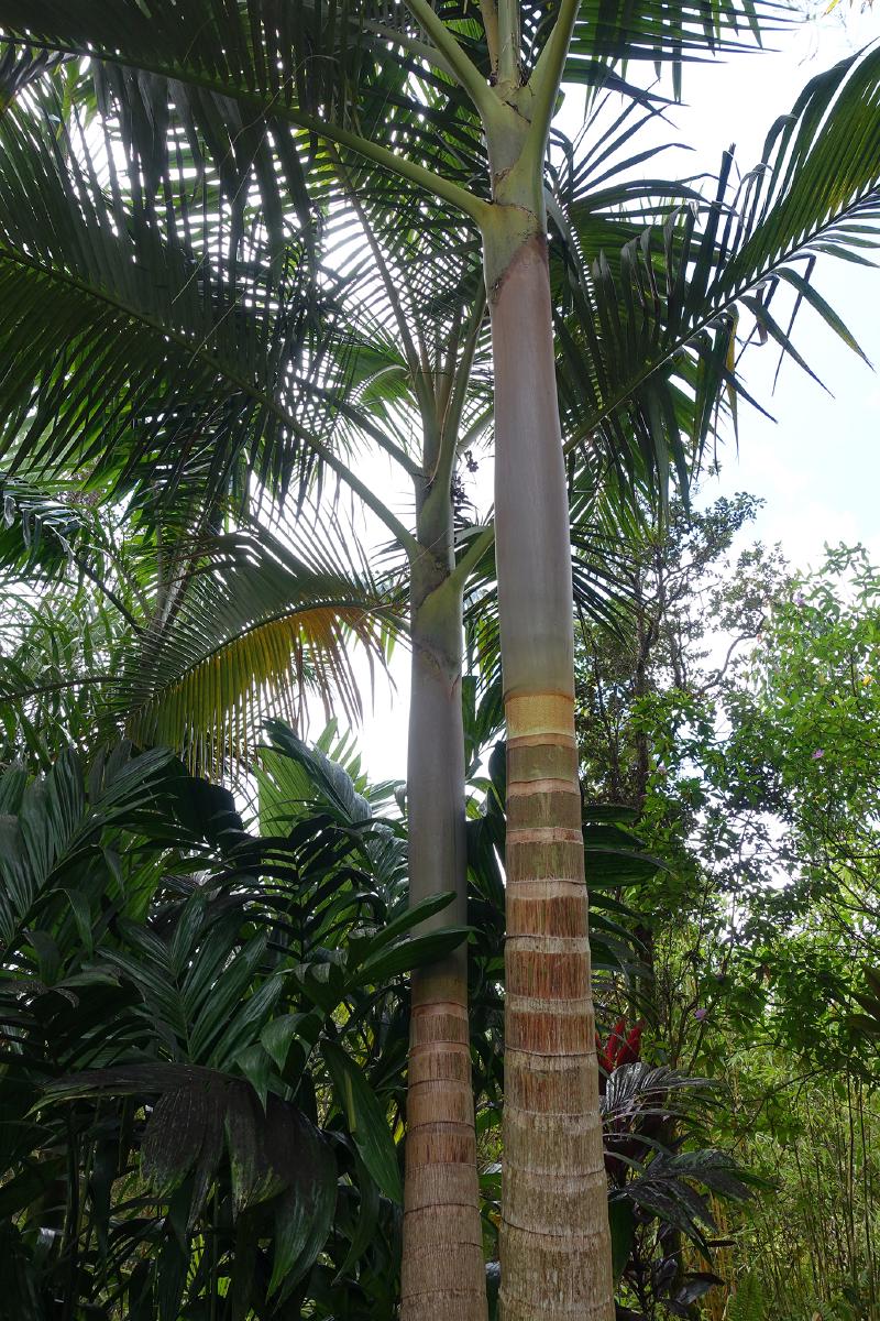 Archontophoenix purpurea