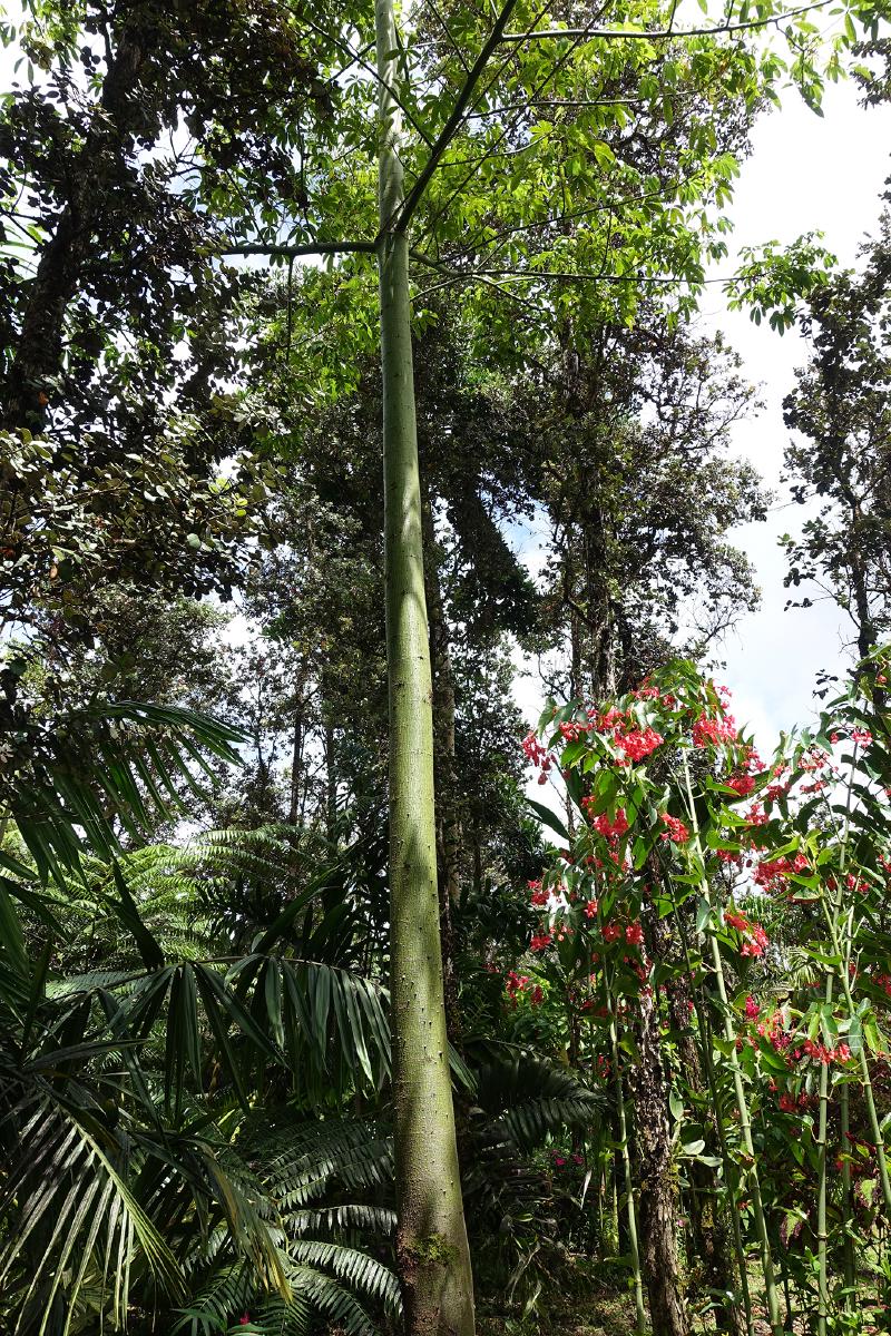 Kapok tree
