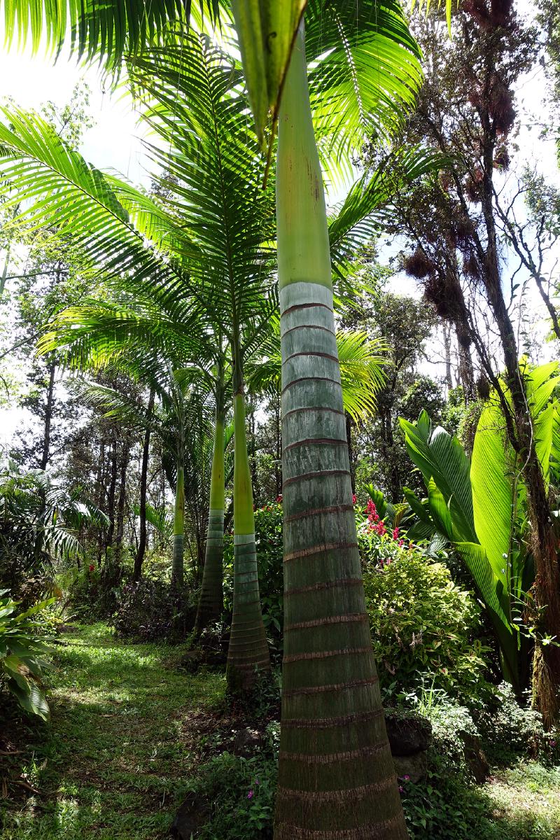 Clinostigma samoense