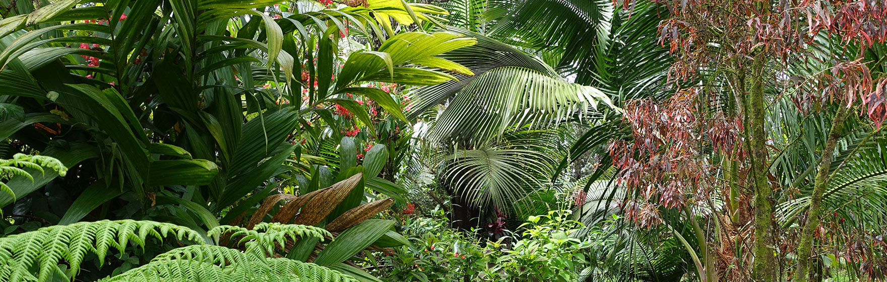 Lush tropical palms and ferns at Kelley Orchidland Garden, Hawaiʻi