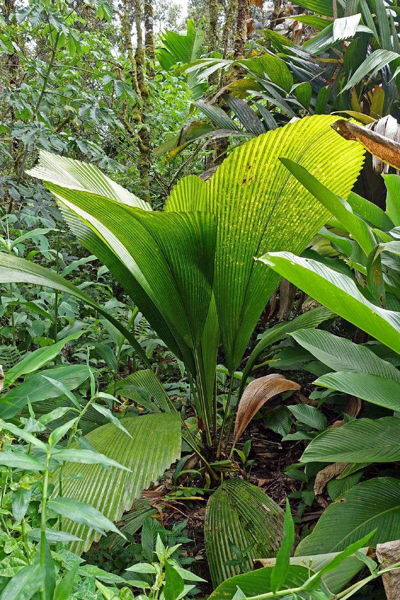 Johannesteijsmannia altifrons