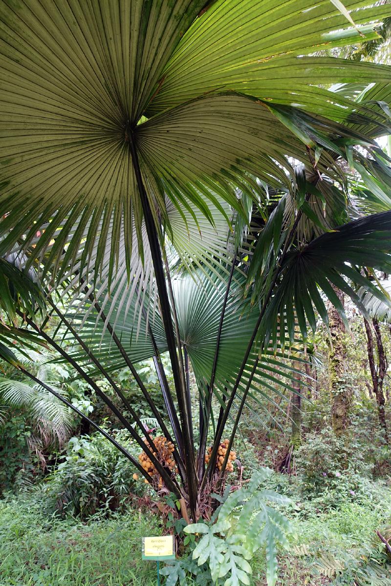 Kerridoxa elegans
