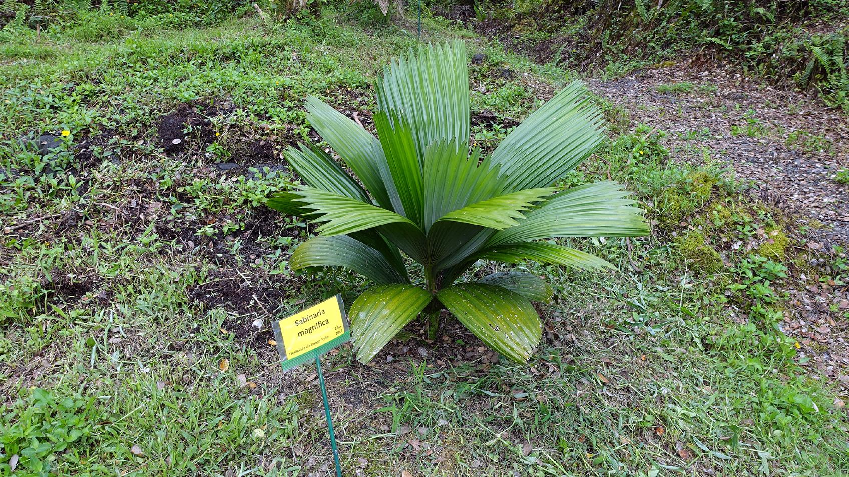 Sabinaria magnifica