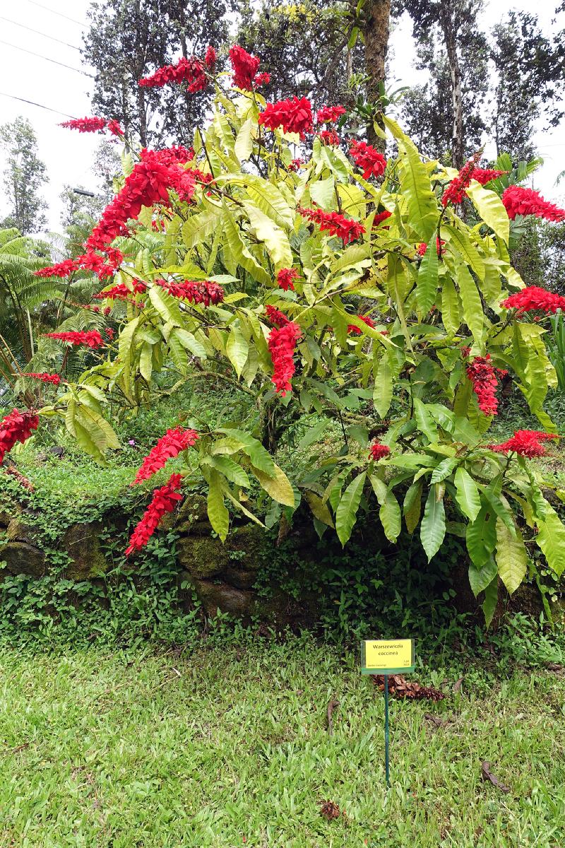 Warszewiczia coccinea